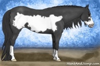 Horse Color:Blue Roan Frame Appaloosa 