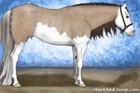 Horse Color:Classic Champagne Roan Splash Rabicano 