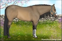 Horse Color:Brown Dun 