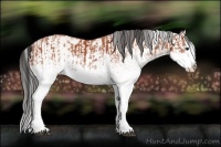 Horse Color:White Spotted Bay Splash  and White Spotted Bay Splash 