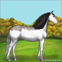 Horse Color:Brown Roan Splash Rabicano 