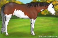 Horse Color:Brown Roan Splash 