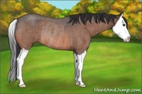 Horse Color:Brown Roan Splash Rabicano 