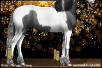 Horse Color:Blue Roan Splash Tobiano 