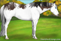 Horse Color:Gray White Spotted Bay Roan Splash 