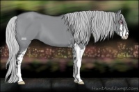 Horse Color:Silver Grullo Chinchilla Sabino