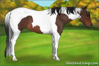 Horse Color:Gray Bay Roan Tobiano 