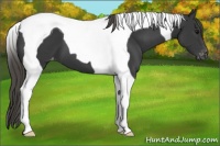 Horse Color:Smoky Black Tobiano Appaloosa 