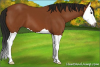 Horse Color:Gray Buckskin Splash 