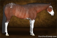 Horse Color:Bay Sabino Appaloosa Rabicano 