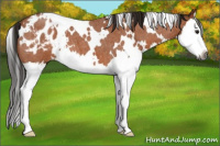 Horse Color:Gray White Spotted Buckskin Roan Splash Appaloosa