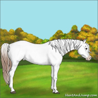 Horse Color:Brown Sabino Blanket 