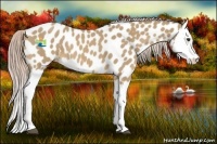 Horse Color:Palomino Roan Splash Near Leopard 