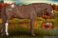 Horse Color:Chestnut Snowflake Varnish 
