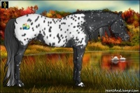Horse Color:Black Appaloosa 