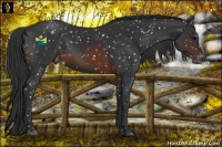 Horse Color:Brown Snowflake Varnish