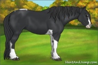 Horse Color:Black Splash Tobiano 