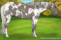 Horse Color:White Spotted Silver Smoky Blue Roan 