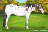 Horse Color:White Spotted Brown Appaloosa 