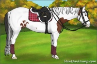 Horse Color:Bay Splash Tobiano Appaloosa