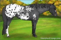 Horse Color:Black Appaloosa