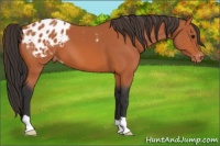 Horse Color:Bay Appaloosa
