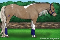 Horse Color:Silver Black Sabino Tobiano Varnish Rabicano 