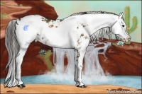 Horse Color:Liver Red Onyx Sabino 