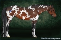 Horse Color:White Spotted Brown 