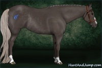 Horse Color:Silver Black Sabino Rabicano 