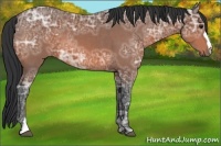 Horse Color:Bay Ice 