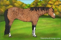 Horse Color:Bay  and Bay 