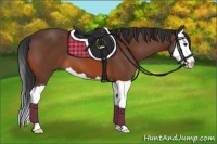 Horse Color:Bay Splash 