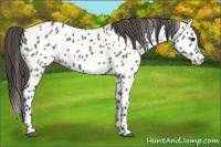 Horse Color:Grullo Appaloosa 