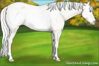 Horse Color:Silver Perlino Roan Dun Frame Appaloosa 