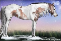 Horse Color:Plaid  White Spotted Brown Onyx Splash Tobiano 