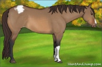 Horse Color:Bay Dun Appaloosa 