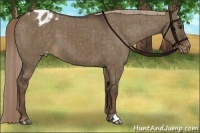 Horse Color:Liver Red Dun Appaloosa Brindle