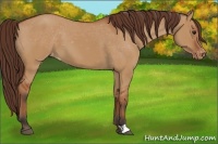 Horse Color:Bay Dun Appaloosa Brindle 