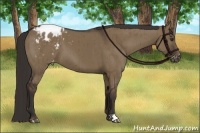 Horse Color:Liver Red Dun Appaloosa Brindle