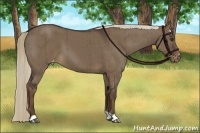 Horse Color:Liver Red Dun Appaloosa Brindle