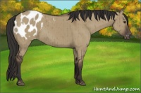 Horse Color:Liver Red Dun Appaloosa Brindle