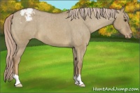 Horse Color:Chocolate Palomino Dun Varnish Brindle 
