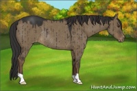 Horse Color:Liver Red Dun Appaloosa Rabicano