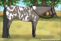 Horse Color:Grullo Appaloosa Brindle