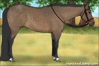 Horse Color:Brown Dun Brindle