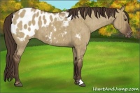 Horse Color:Liver Red Dun Appaloosa Brindle 
