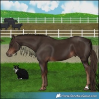 Horse Color:Liver Chestnut 