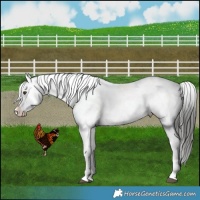 Horse Color:Liver Chestnut Snowcap 
