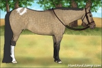 Horse Color:Brown Dun Varnish Brindle 